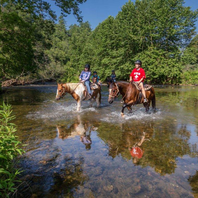 Horses at Springmaid Mountain