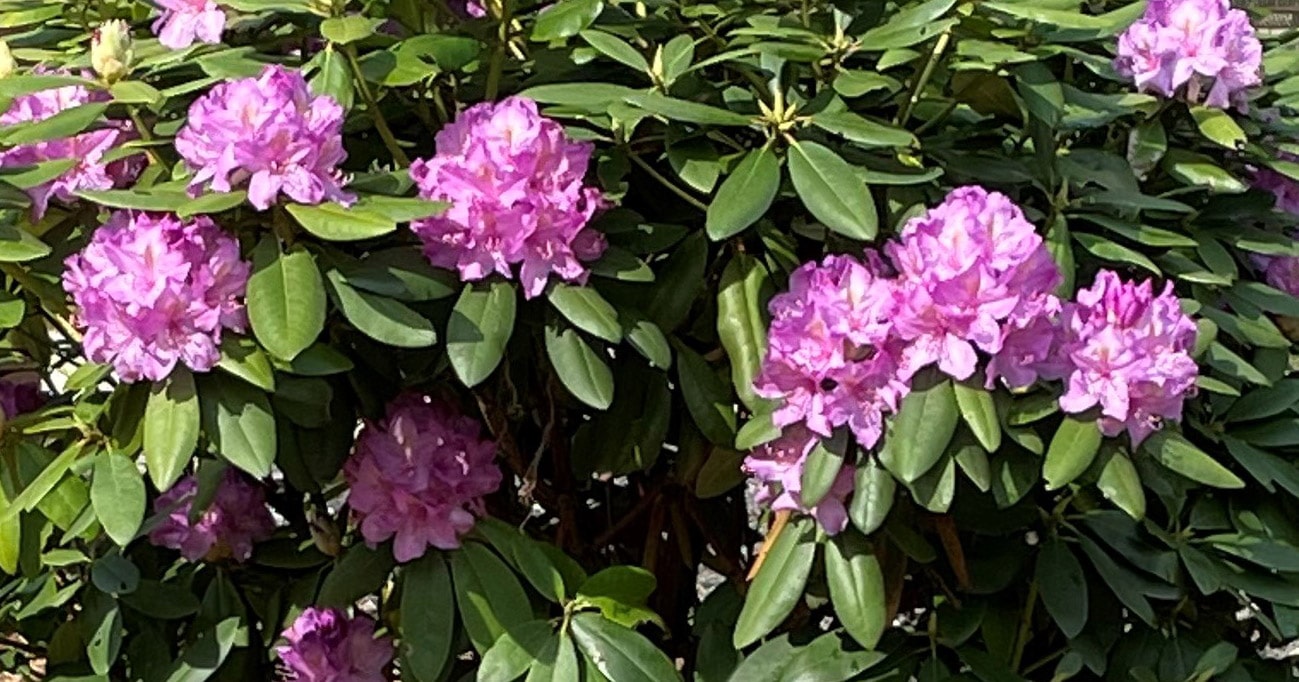 rhododendron