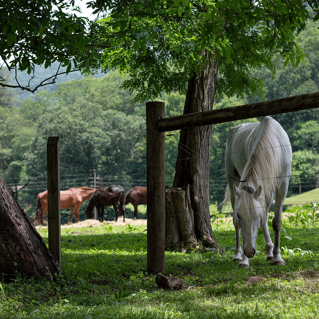 Horse in Pasture