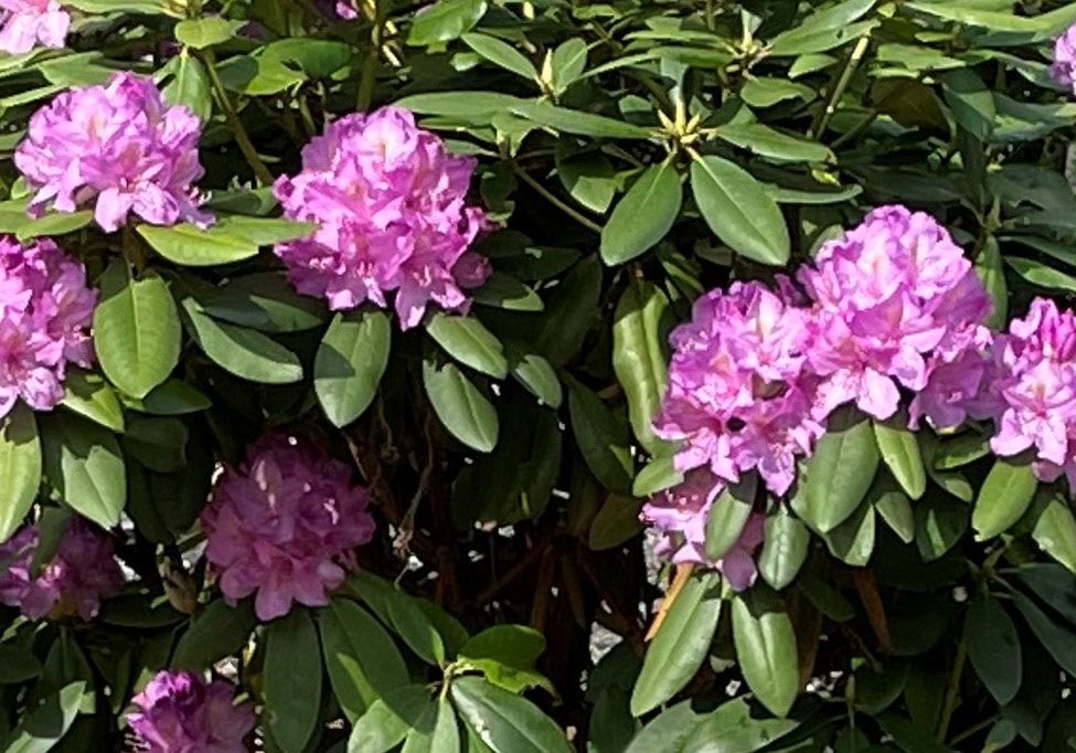 rhododendron