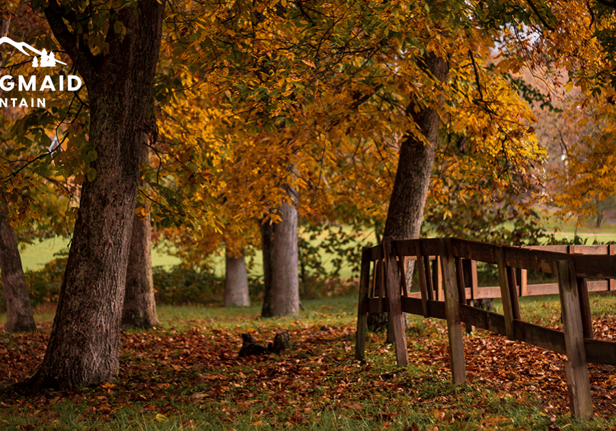 Fall at Springmaid Mountain